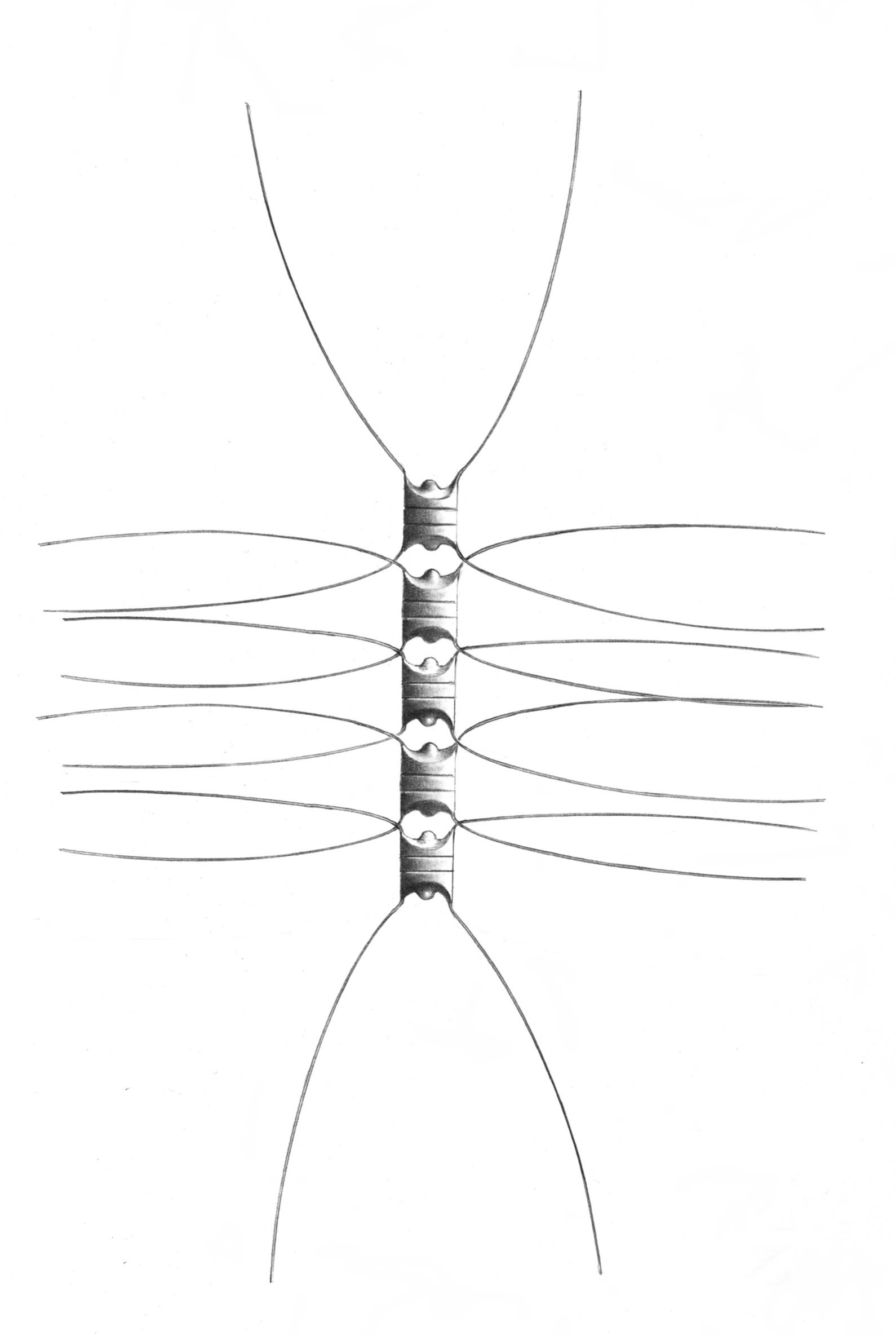 Dictyocha speculum